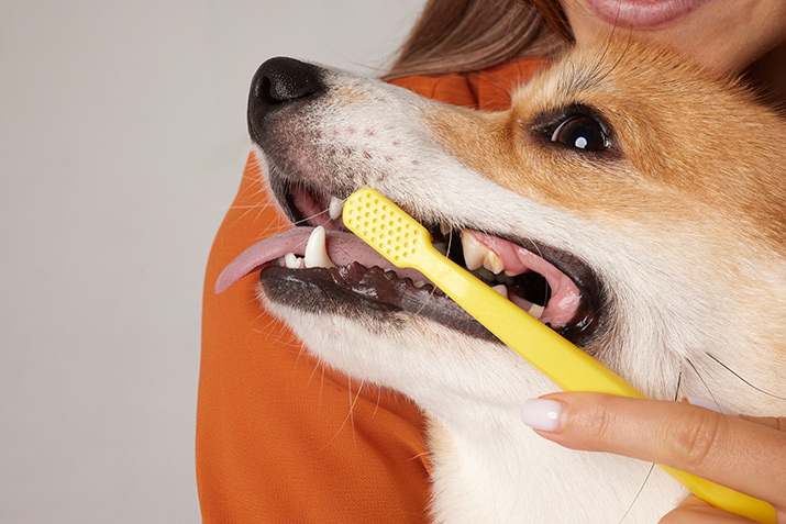 dog-brushing-teeth dog brushing teeth