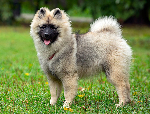 Keeshond-curly-hair Keeshond curly hair