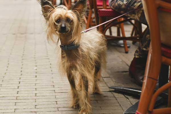 Chinese-Crested-on-the-street-mexico Chinese Crested on the street mexico