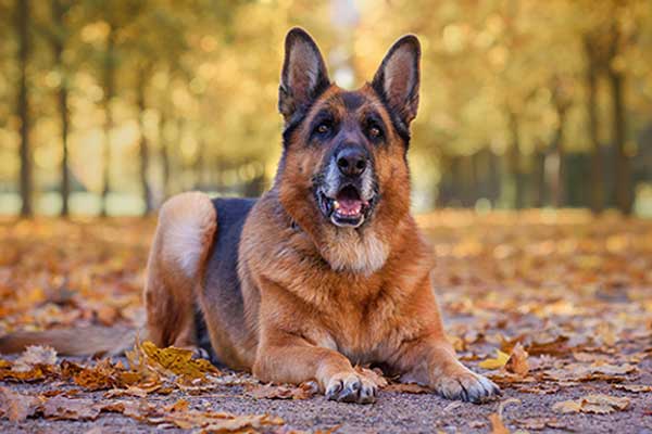 German-Shepherd German Shepherd