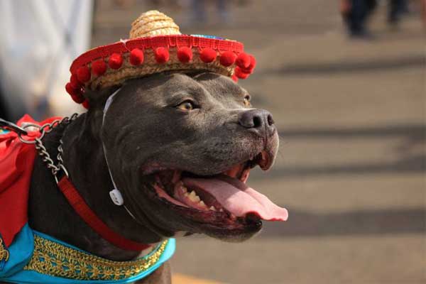 Mexican-Pit-Bull-with-hat Mexican Pit Bull with hat