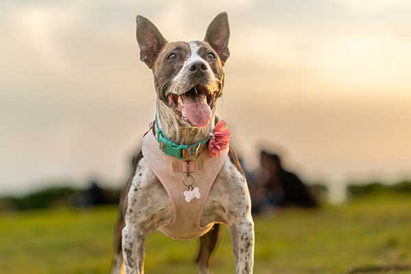 Mexican-Pit-Bull Mexican Pit Bull