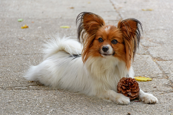 Papillon Papillon