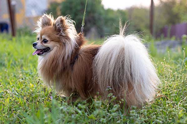 Pomeranian Pomeranian