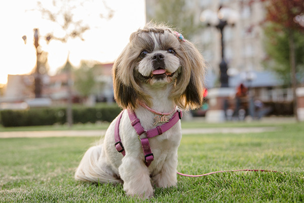 Shih-Tzu Shih Tzu