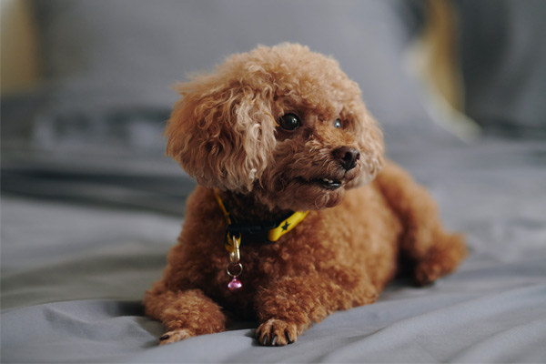 Toy-Poodle Toy Poodle