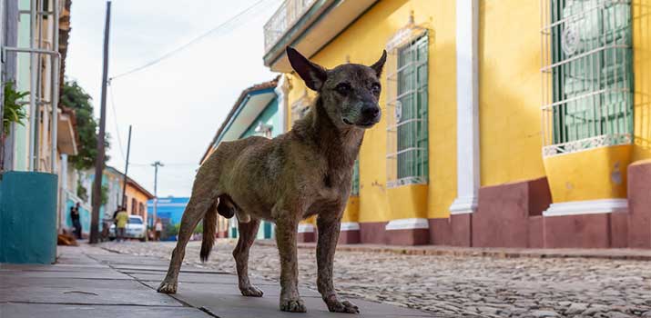 dog-native-to-the-streets-of-mexico dog native to the streets of mexico