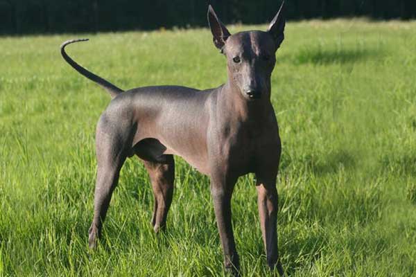 mexican-hairless-dog mexican hairless dog