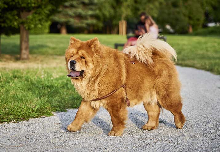 Chow-Chow Chow Chow