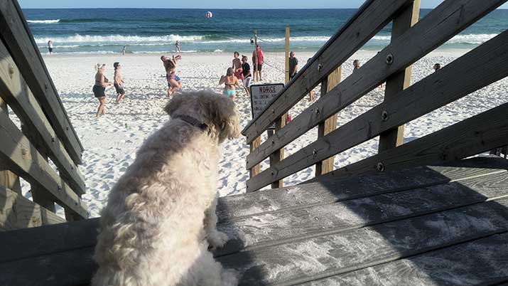 Dog-Friendly-St.-Augustine,-Florida Dog Friendly St. Augustine, Florida