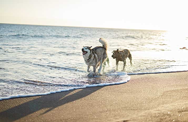 Folly-Beach-dog-friendly-charleston Folly Beach dog friendly charleston