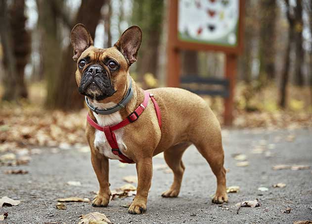 French-Bulldog French-Bulldog
