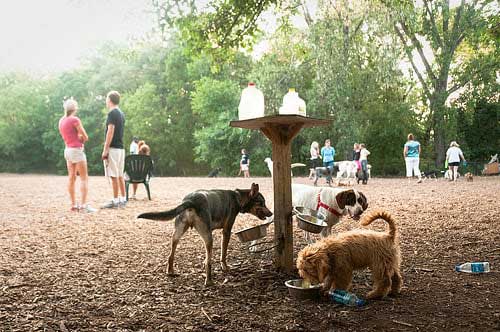 Lake-of-Isles-Dog-Park Lake of Isles Dog Park