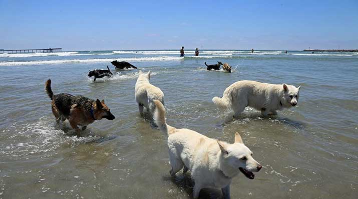 Ocean-Dog-Beach-San-Diego Ocean Dog Beach San Diego