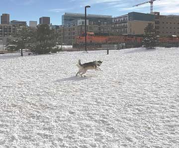 Railyard-Dog-Park Railyard Dog Park