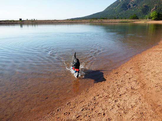 Stratton-Open-Space-swimming-dog Stratton Open Space swimming dog