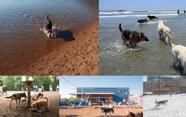 The-12-Best-Dog-Friendly-Vacation-Spots-in-the-usa The 12 Best Dog-Friendly Vacation Spots in the U.S