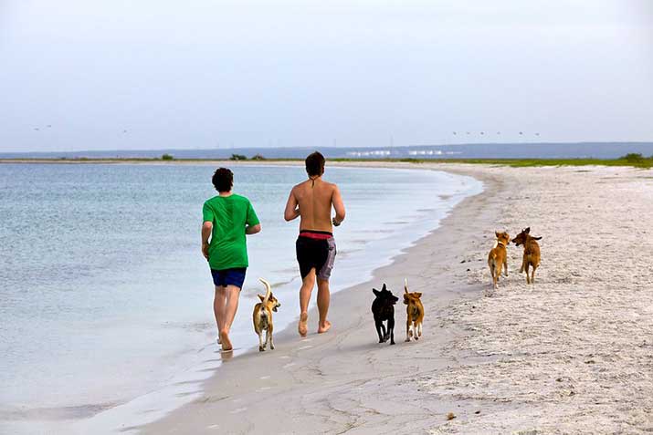 The-Dog-Park-Beach-at-Fort-de-Soto-Park The Dog Park Beach at Fort de Soto Park