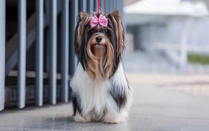 Most-Expensive-Dogs Most Expensive Dogs