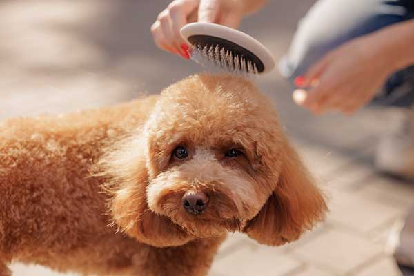 brushing-poodle-before-grooming Close‑up of a red Poodle being brushed with a slicker brush before grooming, helping remove tangles and prevent mats for a smooth haircut.
