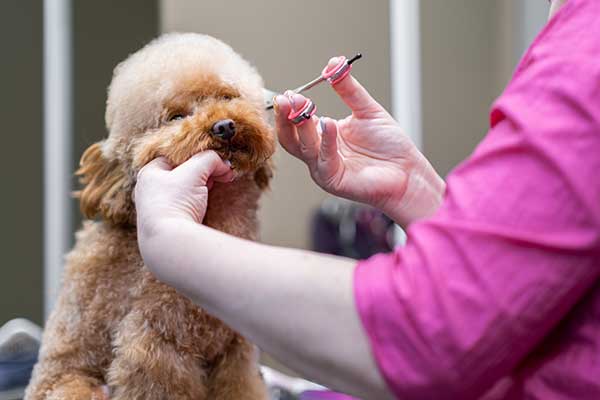 cleaning-poodle-ears-during-grooming Groomer gently cleaning or preparing to pluck hair from a red Poodle’s ears as part of routine grooming care.