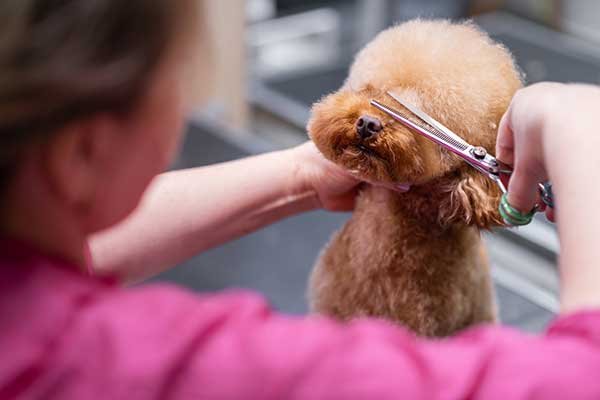 trimming-poodle-face-hair-around-eyes Close-up of a groomer carefully trimming a red Poodle’s facial hair with thinning scissors to clear hair from its eyes.