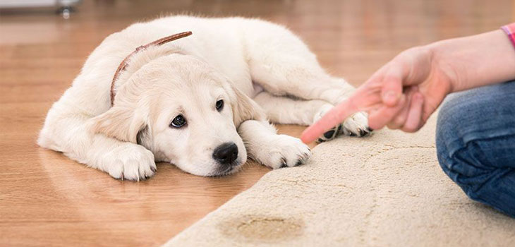 Puppy-pee-on-carpet Puppy pee on carpet