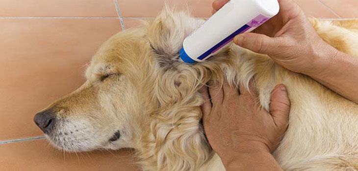 applying ear wash solution to a young pup