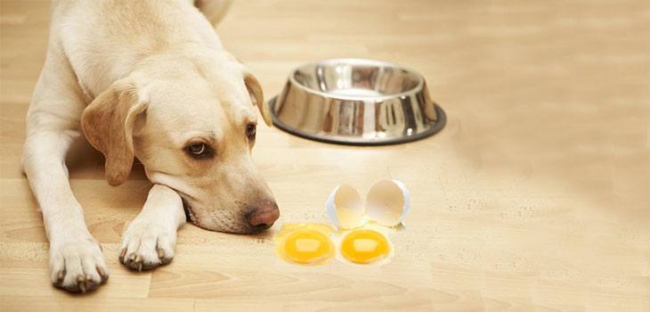 feeding pregnant dog eggs