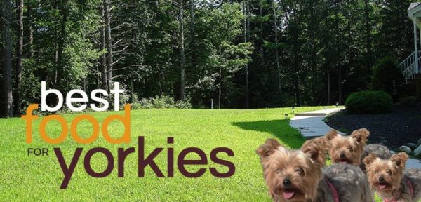 best-food-for-yorkshire-terrier