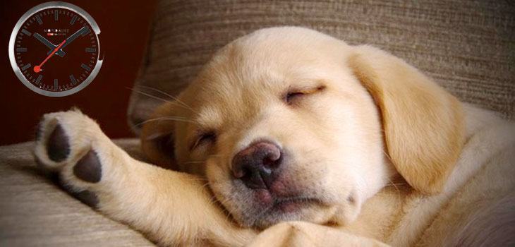 puppy dozing off