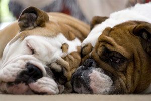 Common Health Concerns english bulldogs