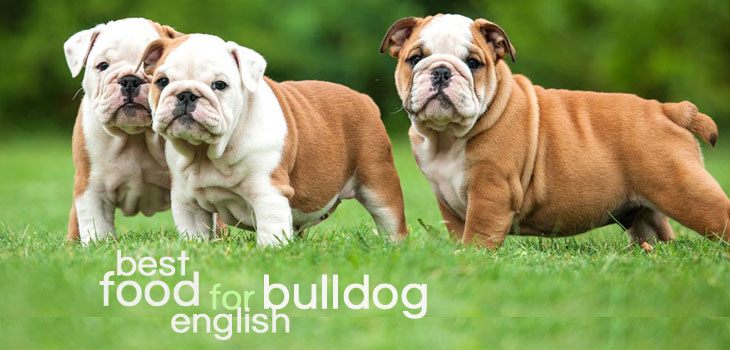 best bulldog puppy food