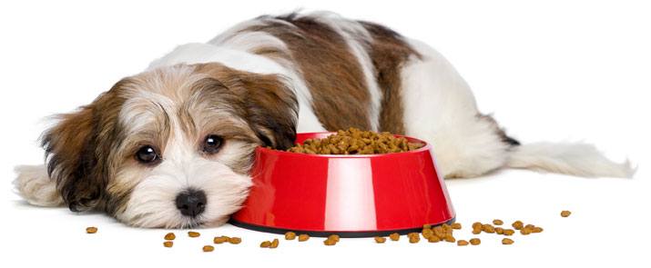 When Is it Safe for Dogs to Eat Expired or (old) Leftover Food? | Daily Dog  Stuff