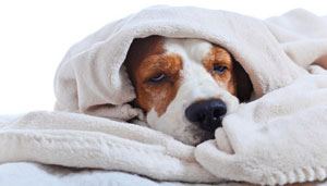 dog-suffering-from-hypothermia