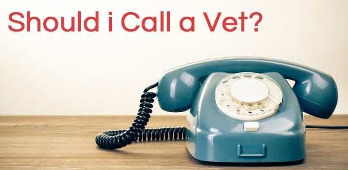 Should i Call a Vet?