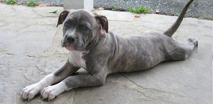 best food for pitbulls to gain muscle