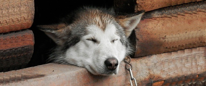 dog feeling cozy in heated dog house