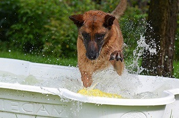 Dog jumps into pool