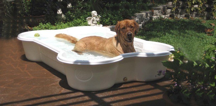 hard plastic paddling pool for dogs