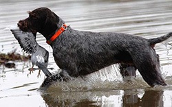German Wirehaired Pointer retrieves game from muddy water