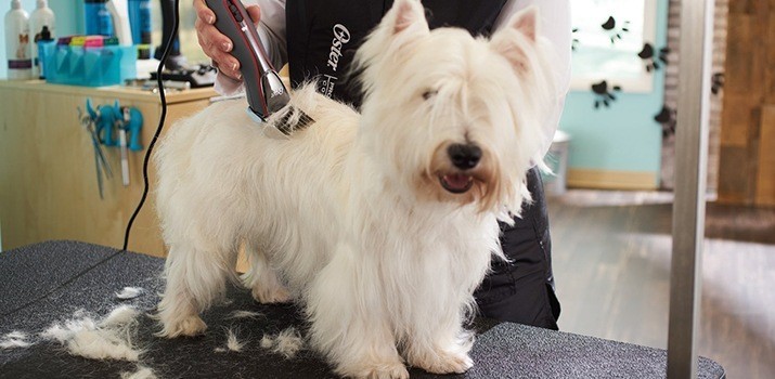 Best Dog Grooming clippers