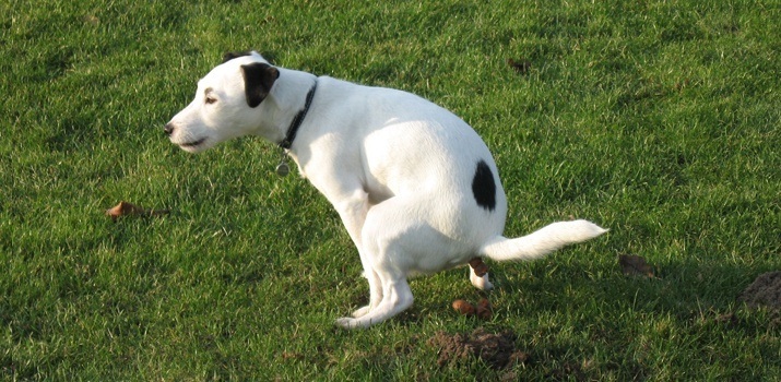 dog not pooping on raw food diet