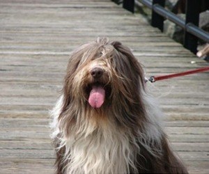 long haired bearded collie