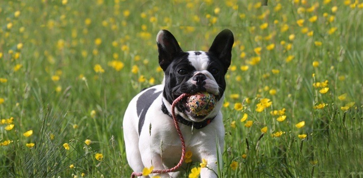 French bulldog with leash