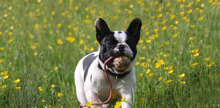 gentle leader for french bulldog