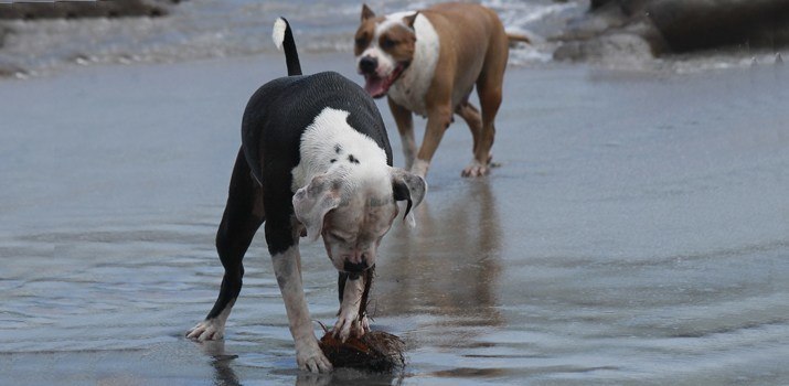 dogs in pitbull family