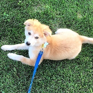 golden husky pup on a leash