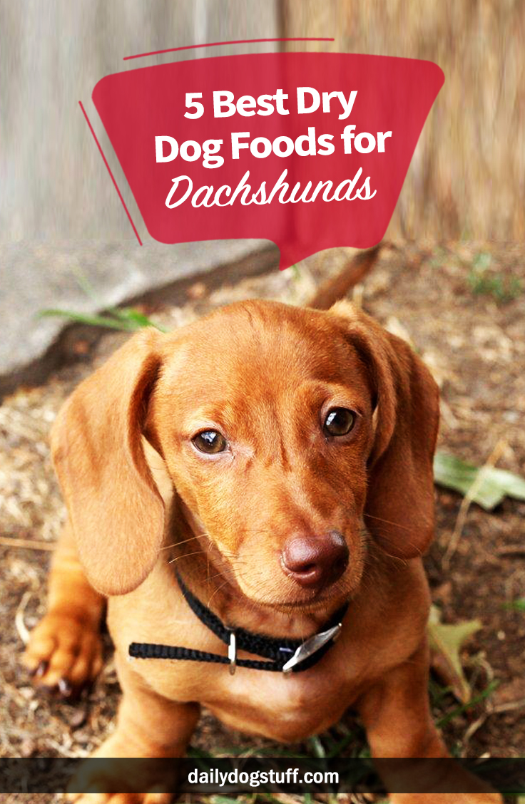 5 Best Dry Dog Foods for Dachshunds Daily Dog Stuff