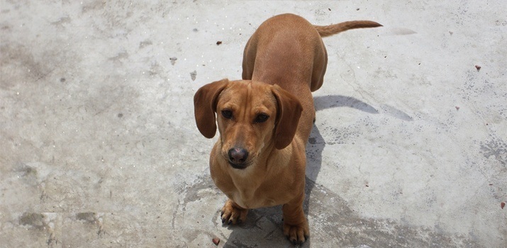 dachshund with a hungry look in his eyes